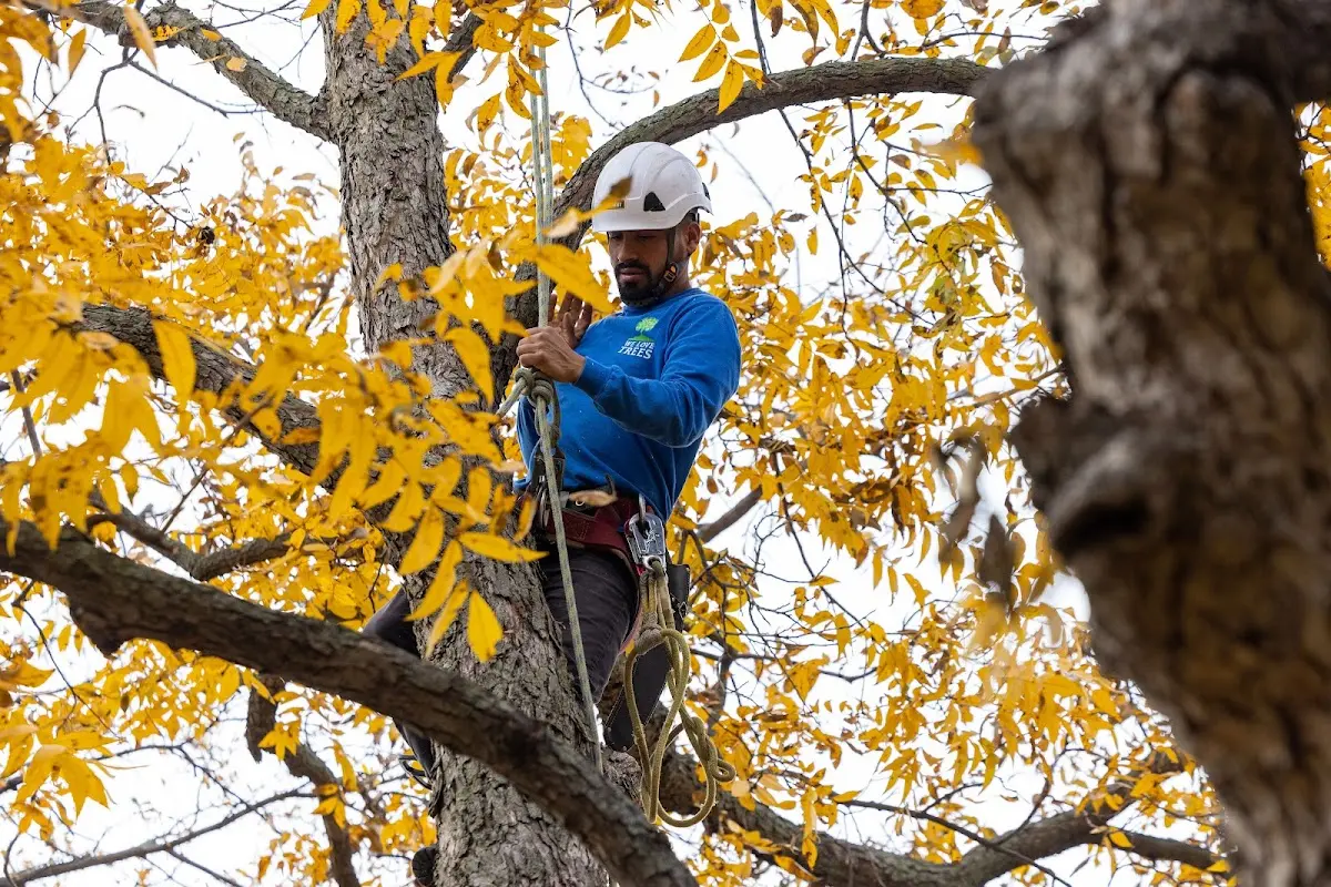 Skilled Tree Transplanting crew working in Bogota
